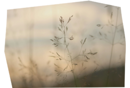 Anthroposophie Wissenschaft
