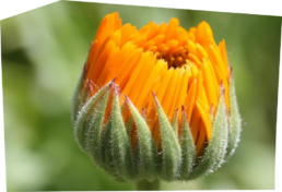 Anthroposophische Medizin