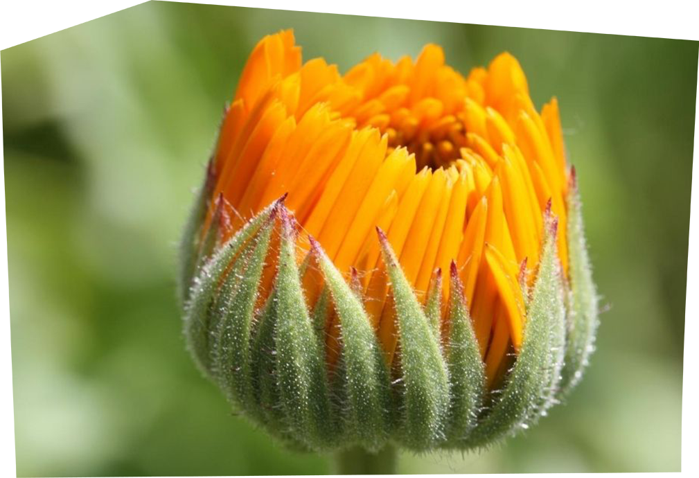 Anthroposophische Medizin