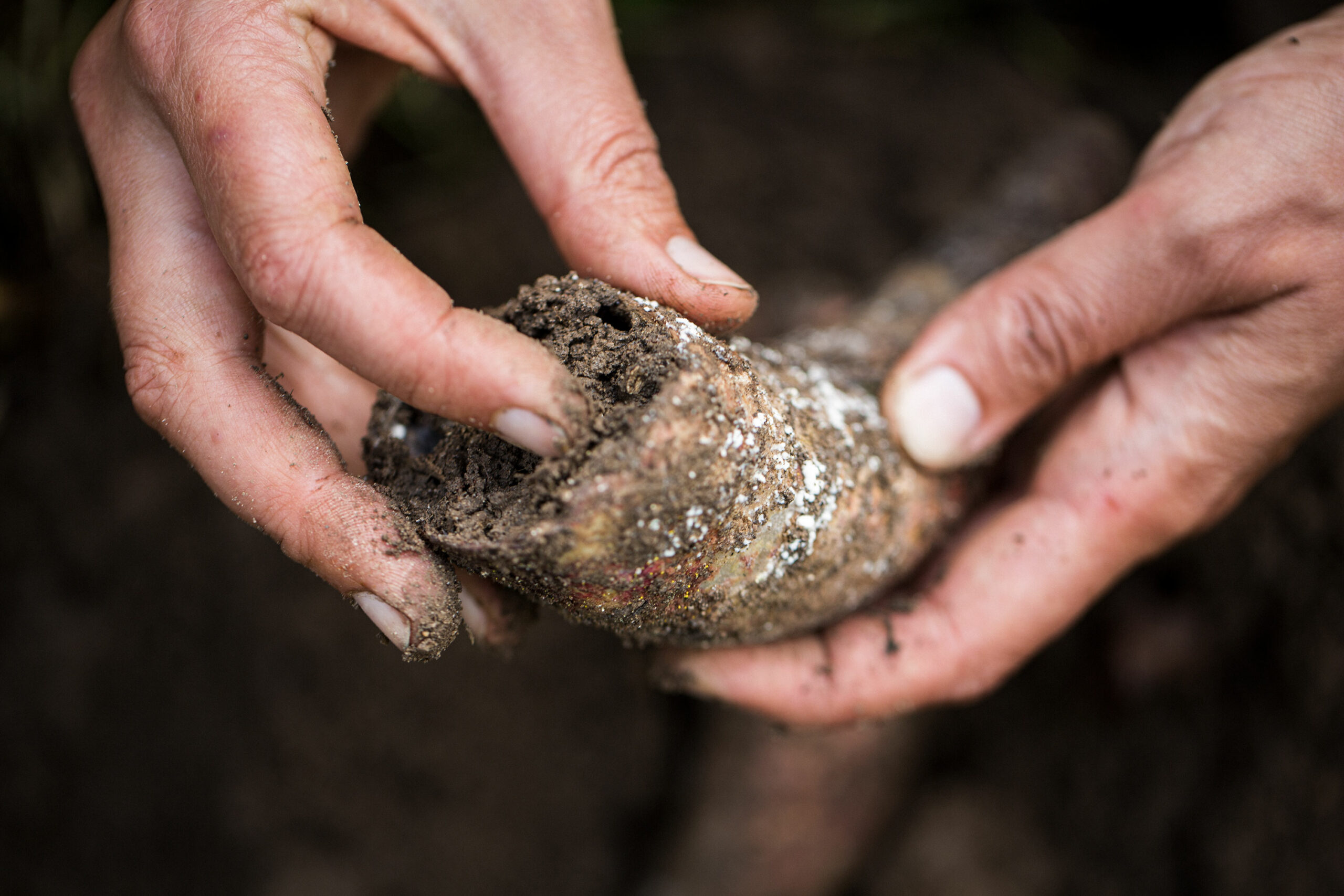 Hände halten ein mit Erde gefülltes biodynamisches Präparat, symbolisch für die Demeter Landwirtschaft und die nachhaltige Stärkung von Boden und Pflanzen.