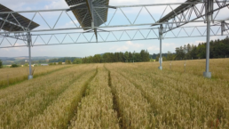 Agrophotovoltaik auf dem Hofgut Heggelbach: Solarmodule über einem Getreidefeld als nachhaltige Kombination aus Landwirtschaft und Energiegewinnung.