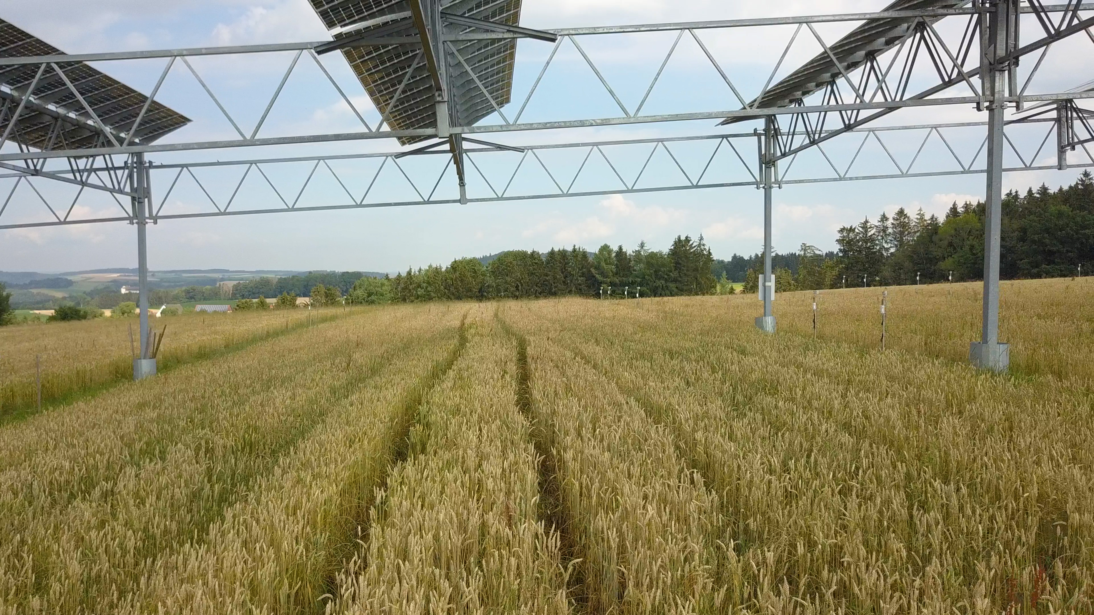 Agrophotovoltaik auf dem Hofgut Heggelbach: Solarmodule über einem Getreidefeld als nachhaltige Kombination aus Landwirtschaft und Energiegewinnung.