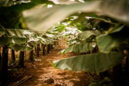 Bio-Bananenplantage mit grünen Blättern und angelegten Pflanzreihen – Symbol für nachhaltige Landwirtschaft.
