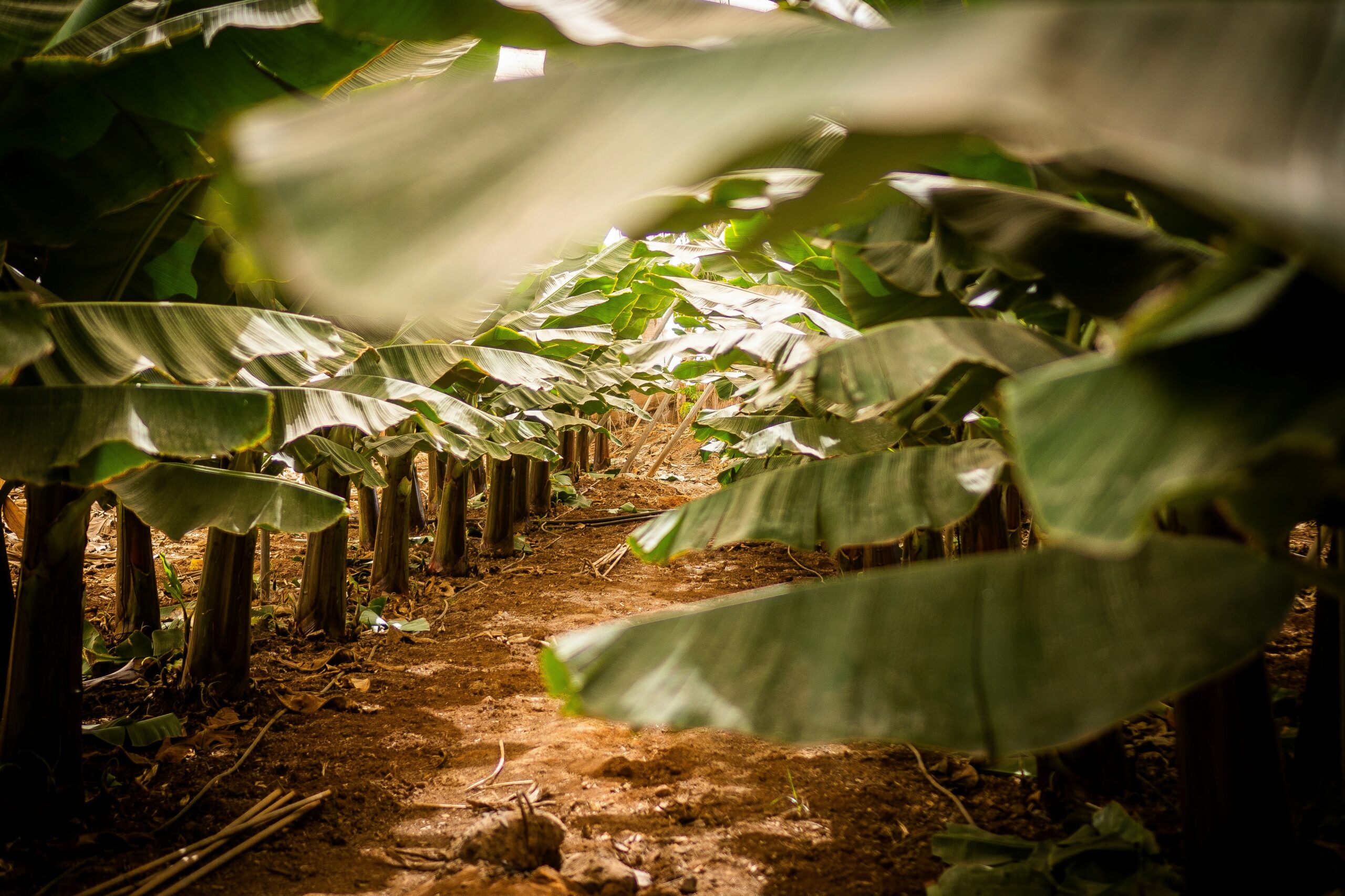 Bio-Bananenplantage mit grünen Blättern und angelegten Pflanzreihen – Symbol für nachhaltige Landwirtschaft.