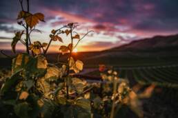 Weinreben im Sonnenuntergang mit malerischem Blick über einen biodynamischen Weinberg.